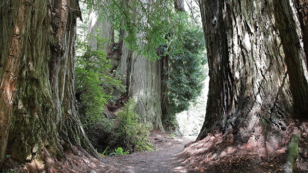 Trinidad, CA - Redwoods