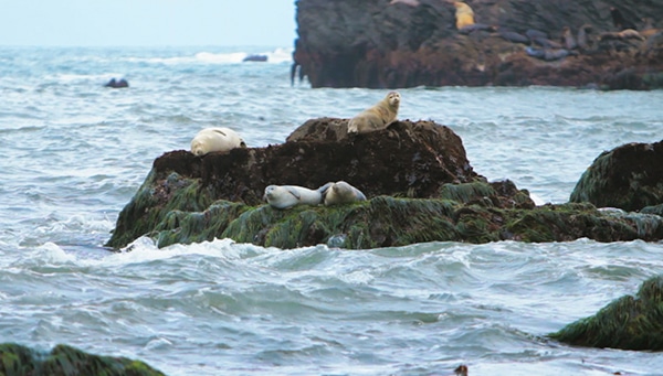Trinidad, CA - Seals