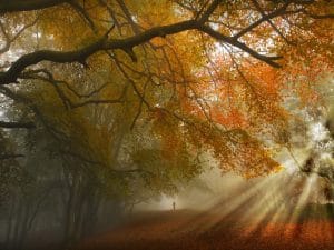 autumn-path