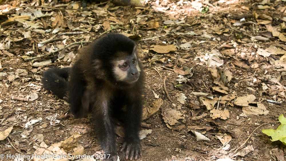 Iguazu monkey Brazil