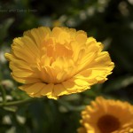 Close-up of Yellow Flower