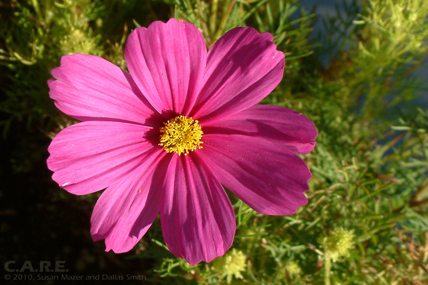 Pink and Yellow Flower - C.A.R.E. Channel - Healing HealthCare Systems