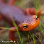 Salamander friend