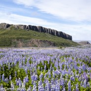plateau and flower fields in Iceland