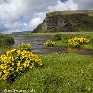 yellow flowers and stream Iceland