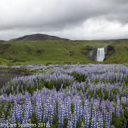Iceland flowers