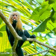Costa Rica monkey in tree